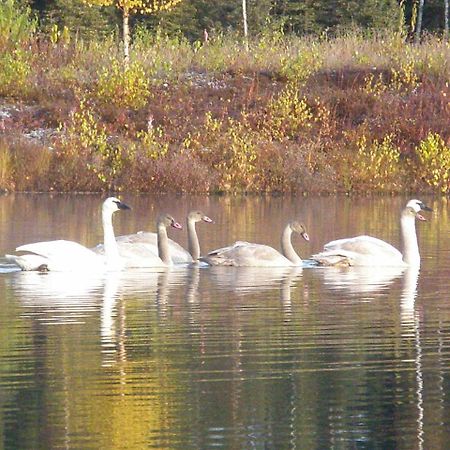 Talkeetna Lakeside Cabins 迪纳利 外观 照片