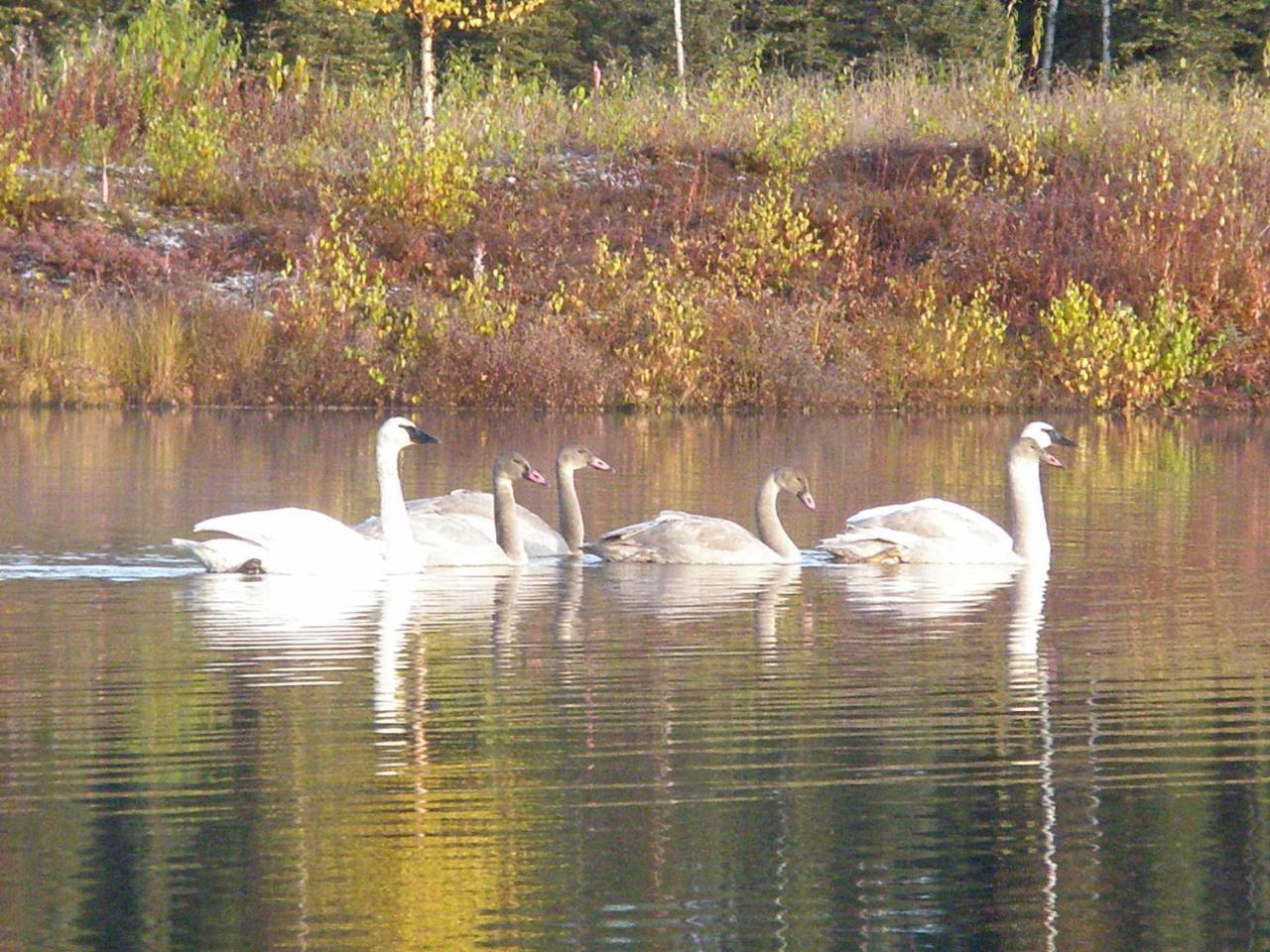 Talkeetna Lakeside Cabins 迪纳利 外观 照片